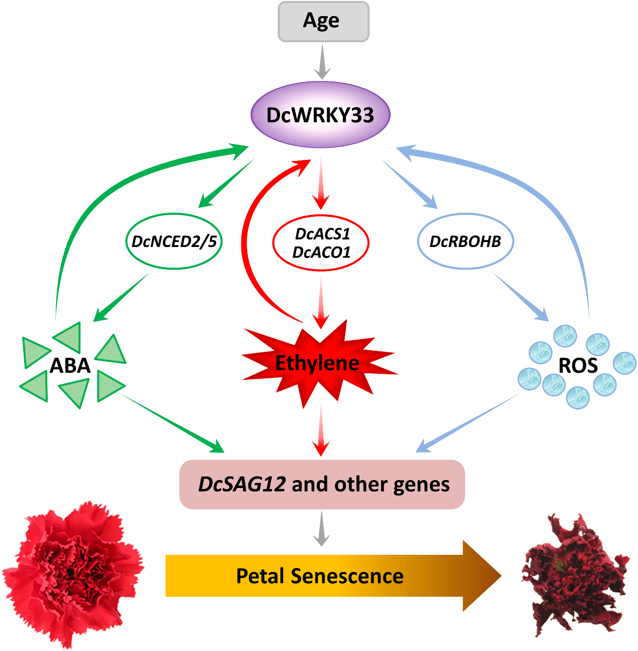 图4. DcWRKY33整合乙烯、脱落酸的合成和活性氧的积累调控康乃馨花瓣衰老的工作模型