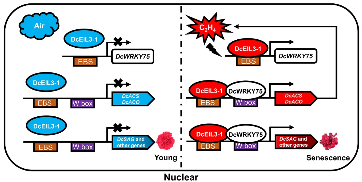 图3. DcEIL3-1-DcWRKY75转录复合体调控乙烯诱导的康乃馨花瓣衰老的工作模型