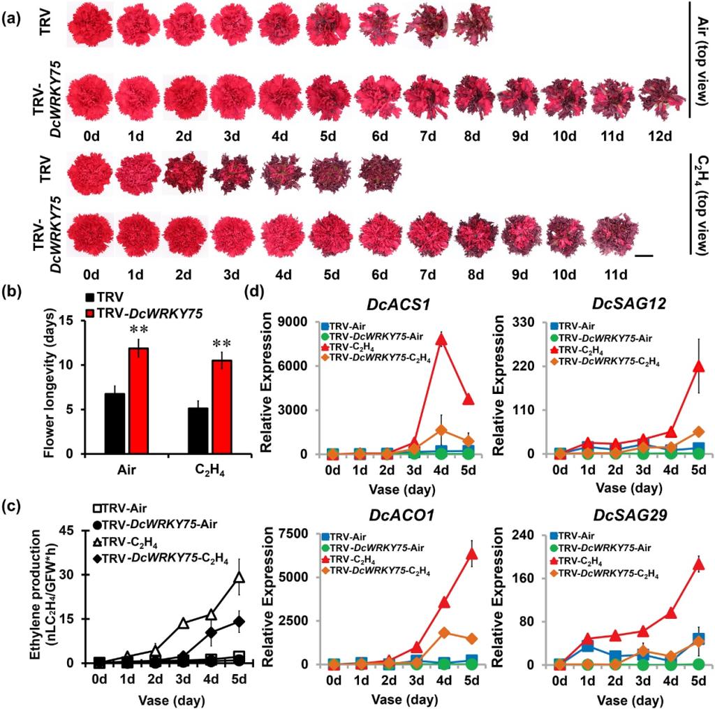 图1. 沉默DcWRKY75能够明显延长乙烯诱导的康乃馨花瓣衰老过程